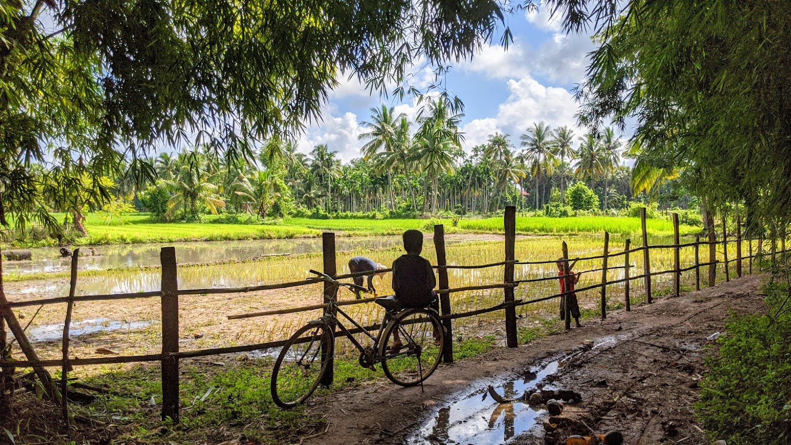 Cyclists riding through Kampot's rice fields at sunrise